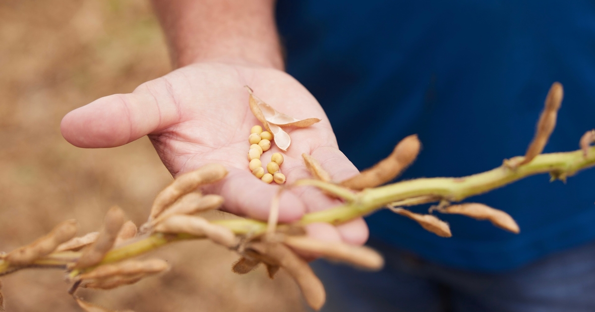 Soybean