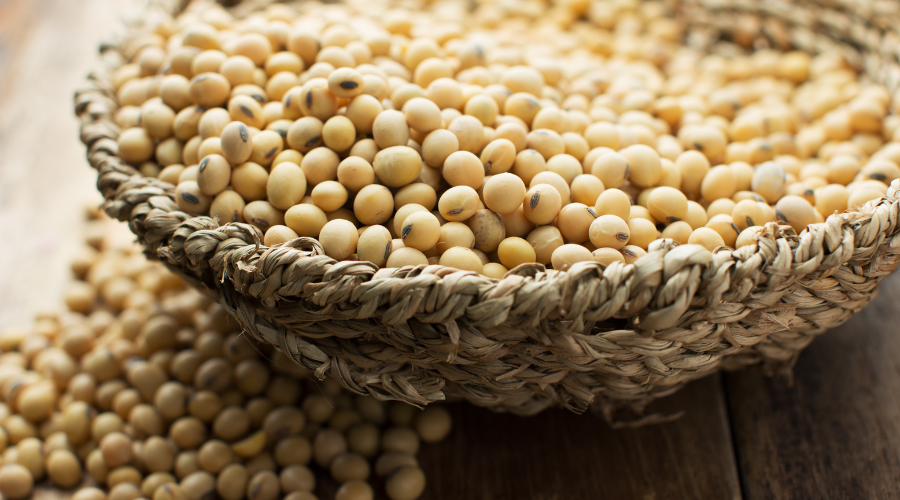Soybean Exports